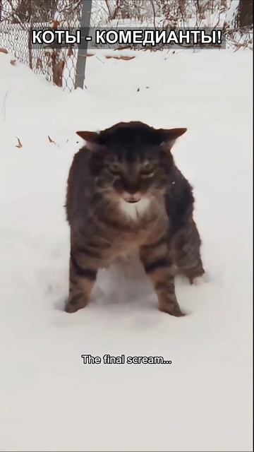 КОТЫ  ЛУЧШИЕ КОМЕДИАНТЫ ПЛАНЕТЫ! 