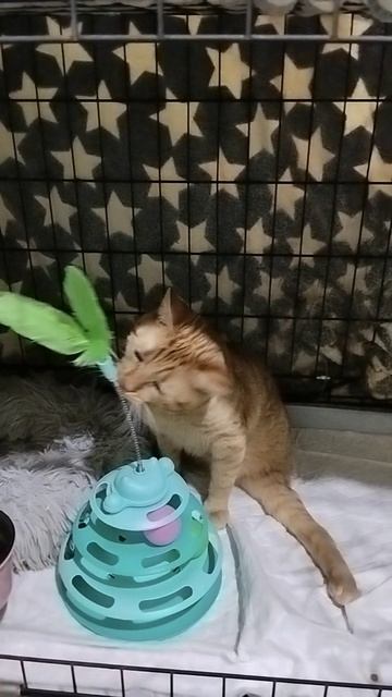 Это наш Оливер  Котенок спинальник которого принесли в клинику на усыпление!