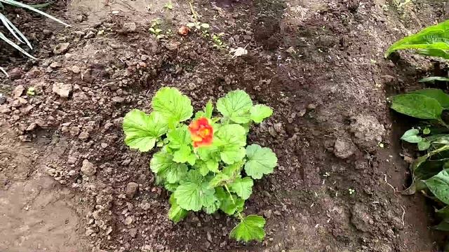 Многолетний цветок гравилат август