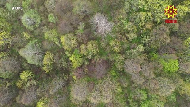 В Чувашии начинается прием заявок на республиканский смотр-конкурс на лучшее лесничество