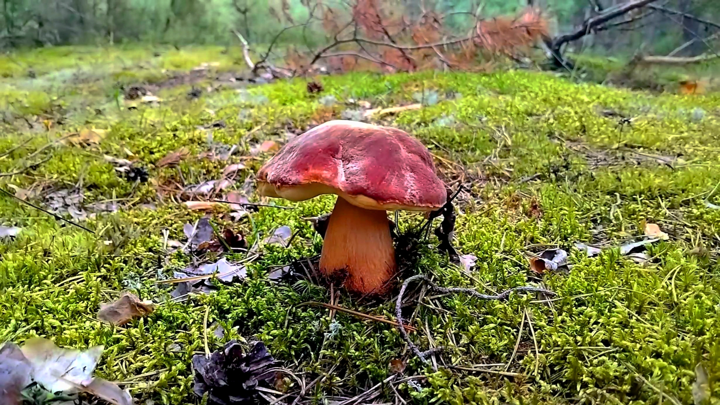 ГРИБЫ