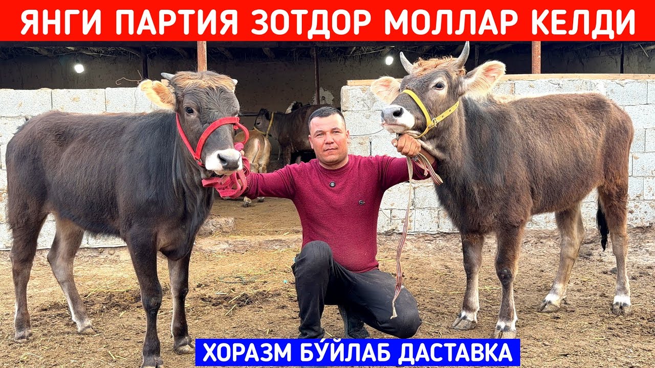 ЯНГИ ПАРТИЯ ЗОТДОР МОЛЛАР КЕЛДИ РУСЛОН ОҒАНИ ФЕРМАСИ !!! ХОРАЗМ БОЗОР