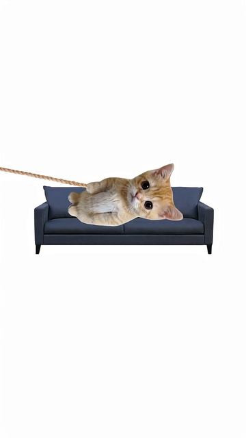 котята поясняют