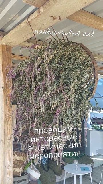 Эстетические мероприятия в мандариновом саду
