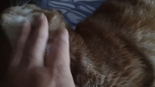 КОШКА ЛАГУНА🤗🥰💋💕