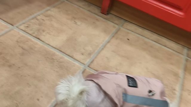 мальтийская балонка в одежде.mp4