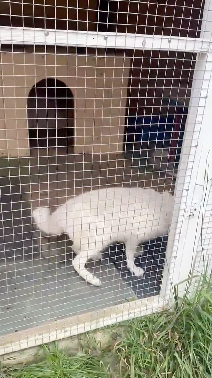 Белый красавчик!!!