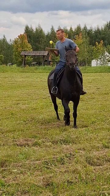 упражнения из ТЕСКАО верхом на лошади..