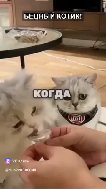 БЕДНЫЙ КОТИК! ТЫ ПОЖАЛЕЕШЬ ЕГО ЧЕРЕЗ 5 СЕКУНД 