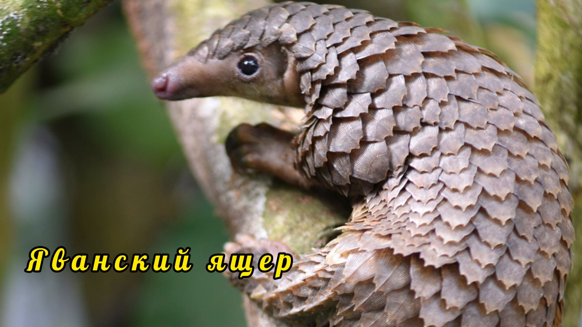 Яванский ящер. Чешуйчатый муравьед. 1