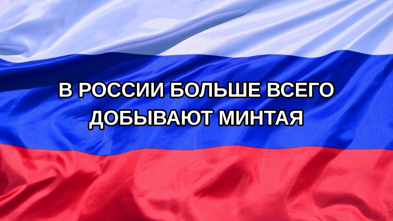 Н. РФ В России больше всего добывают минтая