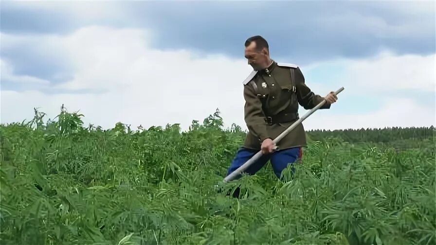 Сенокос _ Виталий Молокин_836270