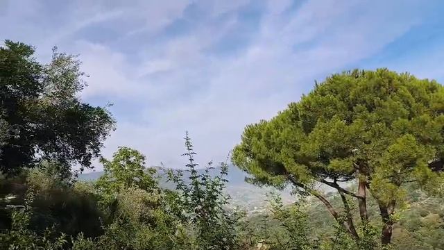 Пение цикад в Италии — звуки настоящего лета 🇮🇹🌿
