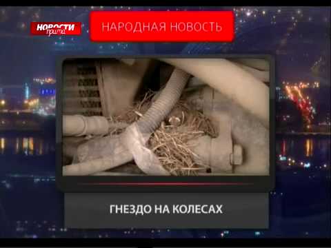 Однако... Гнездо на колесах :)