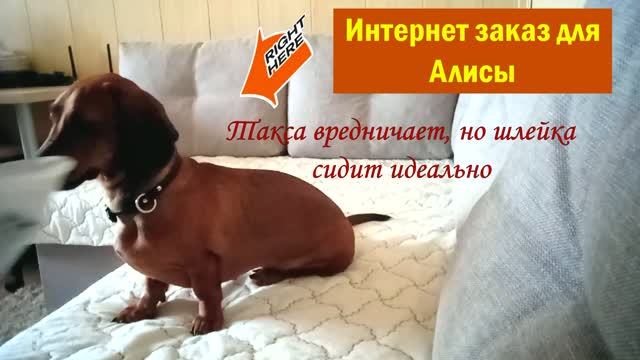 Интернет заказ для Алисы