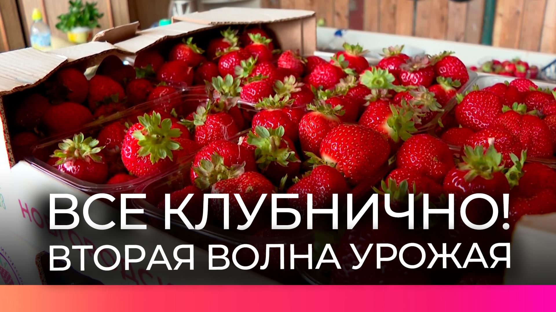 Фермеры Новгородской области выращивают клубнику до поздней осени