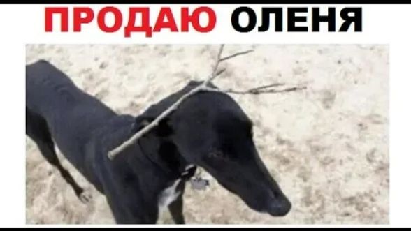 Лютые приколы. Продаю ОЛЕНЯ, иногда он гавкает