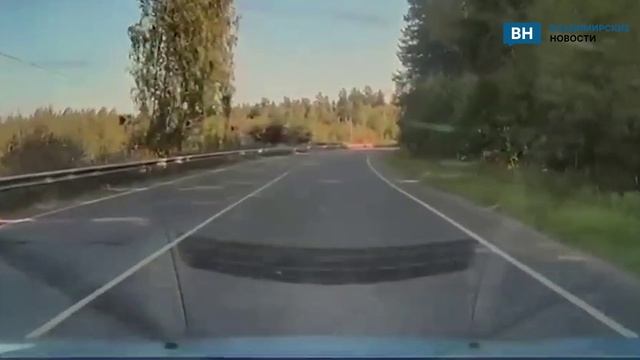 В Киржачском округе лось выскочил на дорогу, чуть не спровоцировав ДТП
