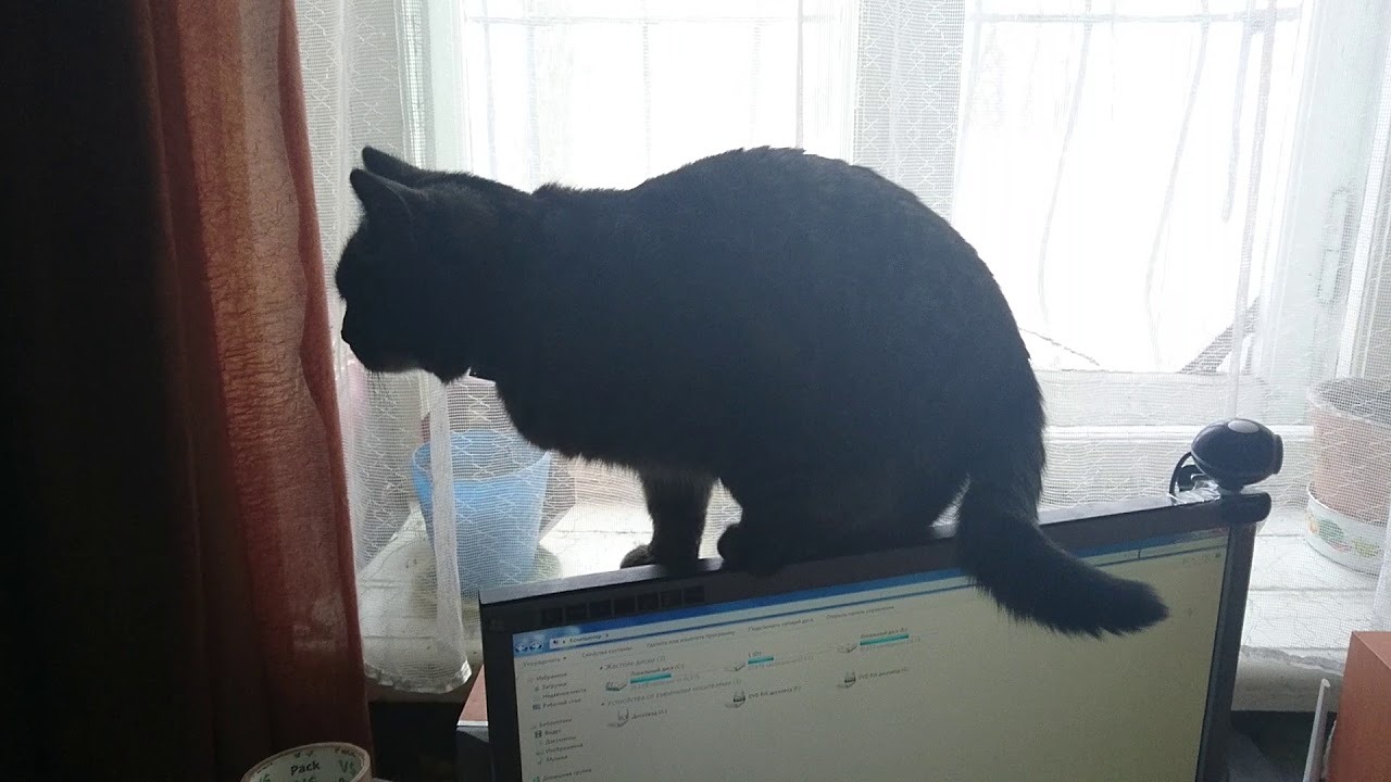 Кот и монитор