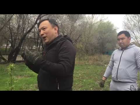 Высадка саженцев яблонь в Алматы