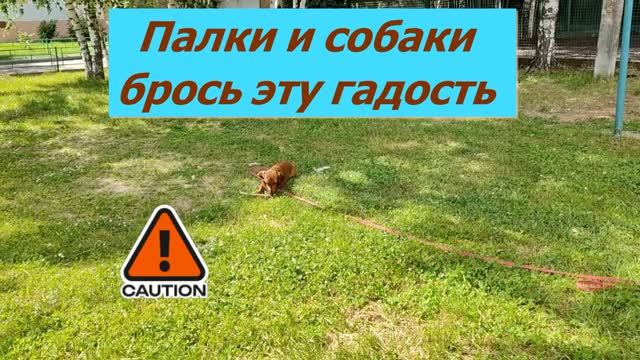 Опасности, о которых вы могли не знать. Собаки и палки