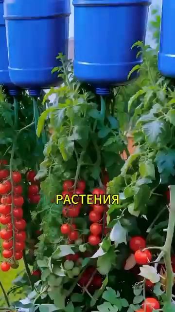 Удивительный метод выращивания томатов в Китае