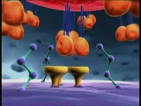 Механизм репликации ВИЧ