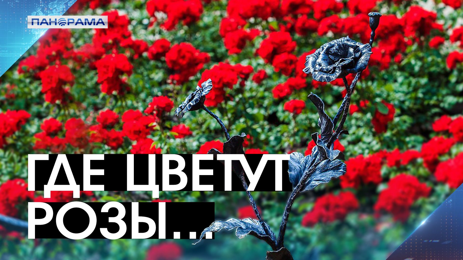 Донбасс расцвёл 56 лет назад: как один человек подарил Донецку статус города миллиона роз?