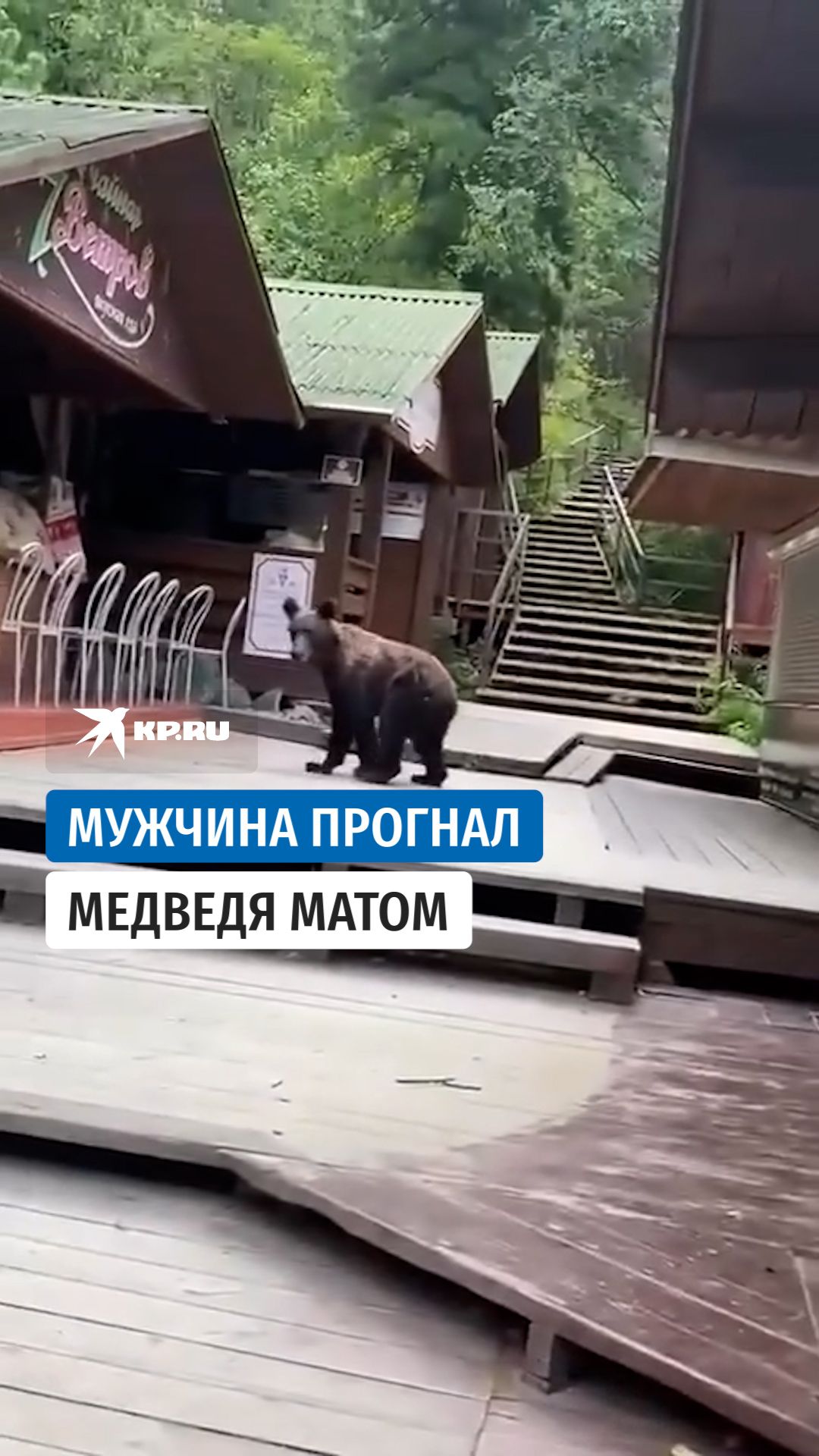 «Иди отсюда!»: в Горном Алтае медведь вышел к людям