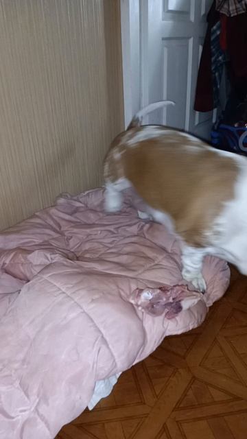 Бассет: время СИЕСТЫ, а еще не ОБЕДАЛА 🤣...
