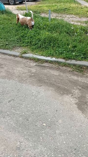 Бассет: НАЖАЛА кнопку НЕ ПОЙДУ ДОМОЙ 🏘️...