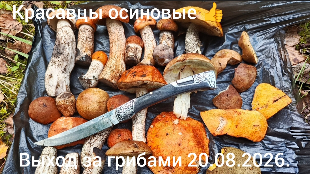 Выход за грибами 20.08.2026 - красавцы осиновые 👍.
