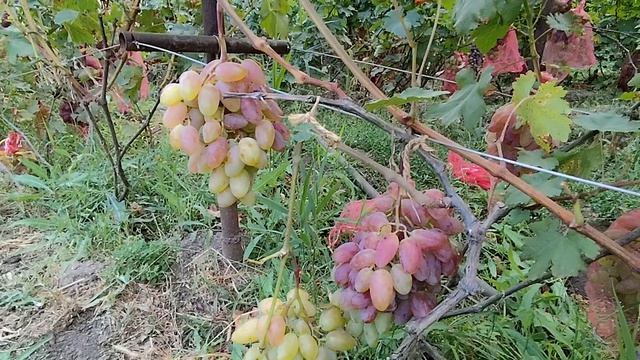 Соборный и Урядник.Донское Казачество