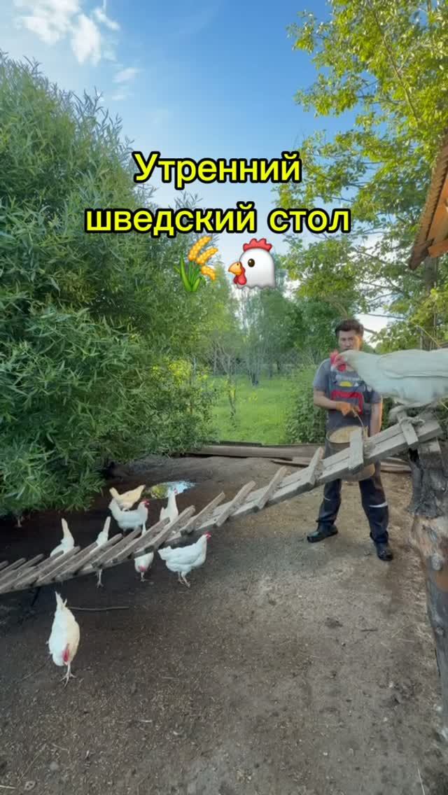 Свое зерно для кур - база, но за горбушку любая убить готова!