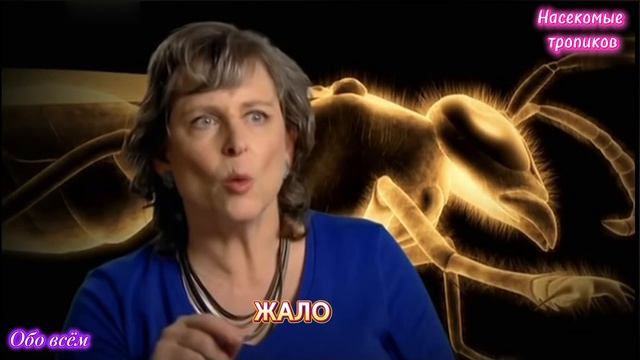 Насекомые тропиков.