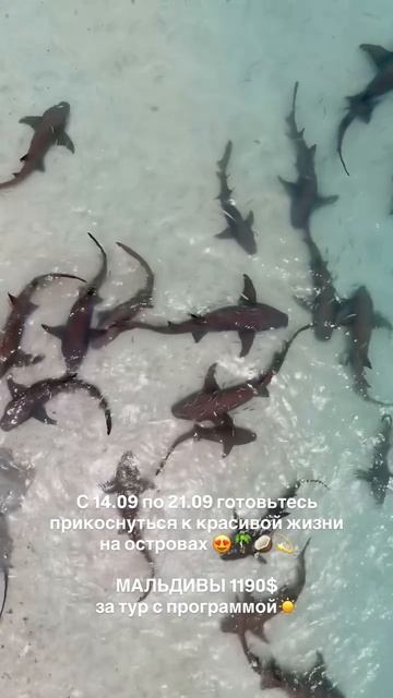 Сколько денег брать с собой на Мальдивы? 🌴