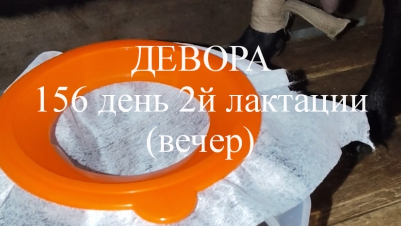 ДЕВОРА кн50 156 день 2й лактации (вечер)