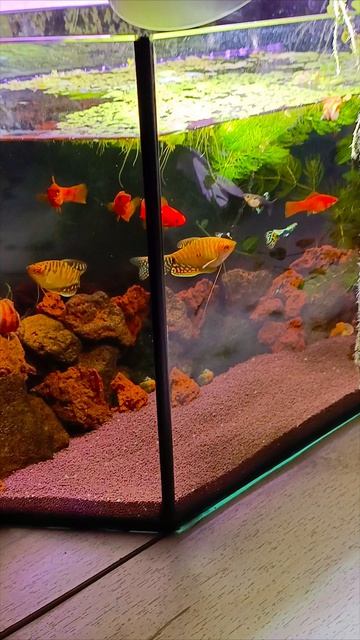 полезностм для. любителей аквариума 🤗🐠 сколько должен гореть свет?
