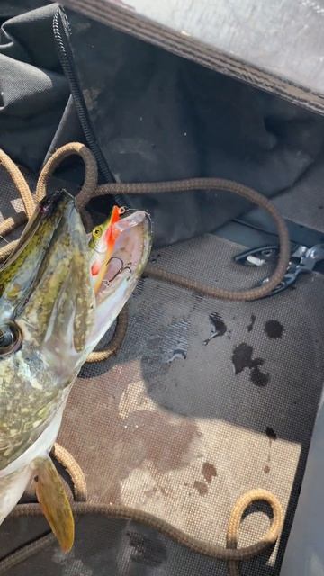 🔥 Купил воблер на Ozon — щука одобрила с первого заброса! 😂🎣