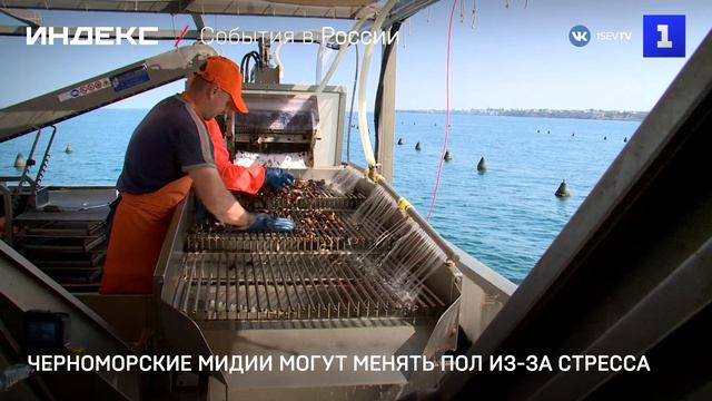 Черноморские мидии способны менять пол из‑за стресса