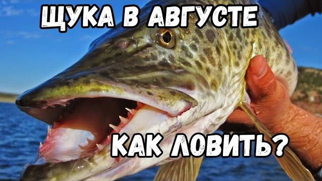 Щука в августе — где искать и на что ловить. Как ловить На что ловить щуку летом