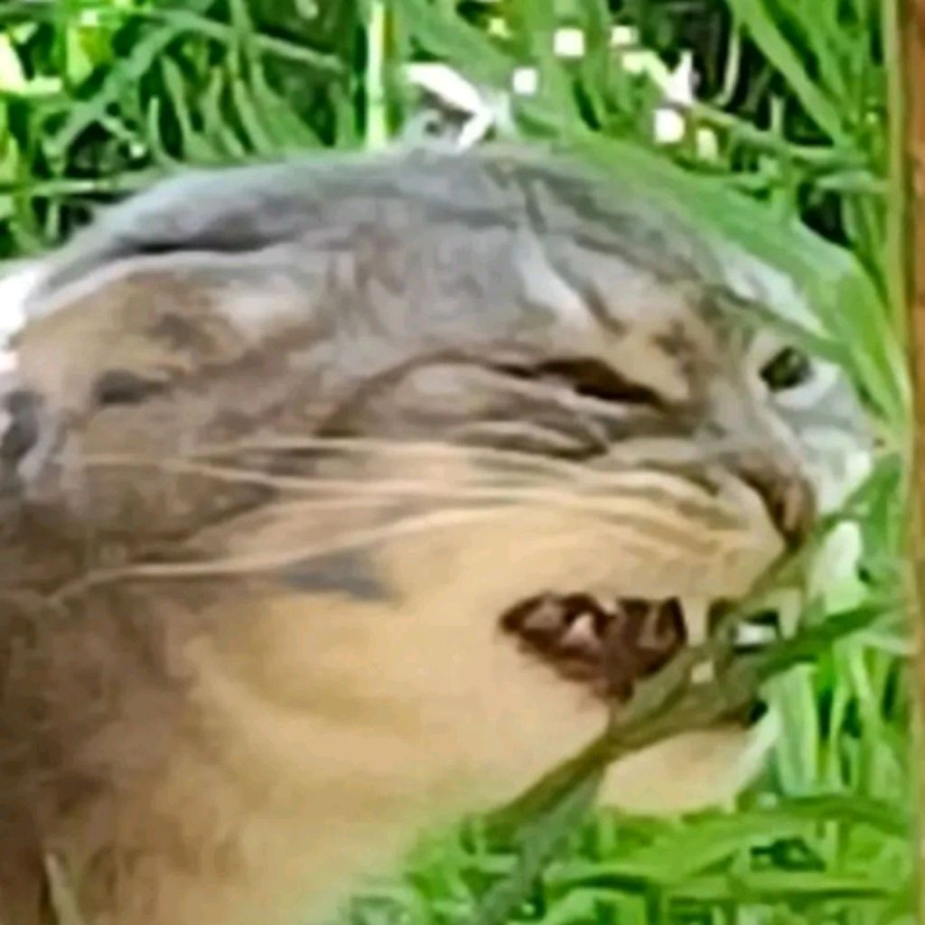 самый классный кот