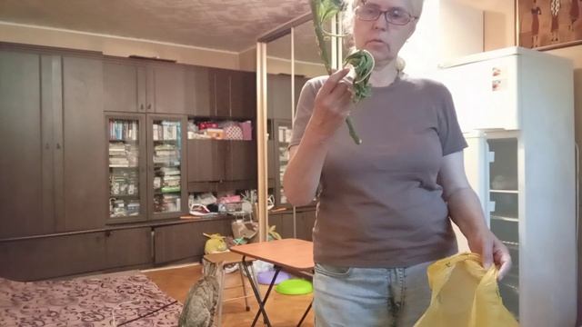 Нашла на улице фикус бенгальский