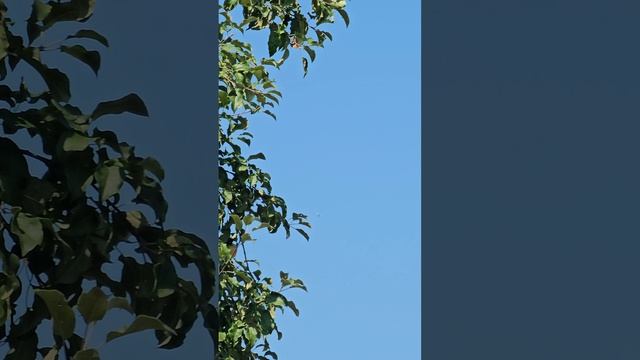 Полет Бакинцев в полдень.