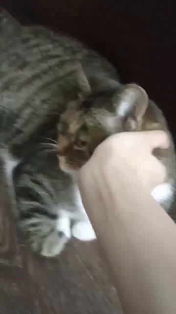 Машка😺