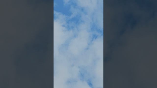 Хищники не дают сесть голубям.