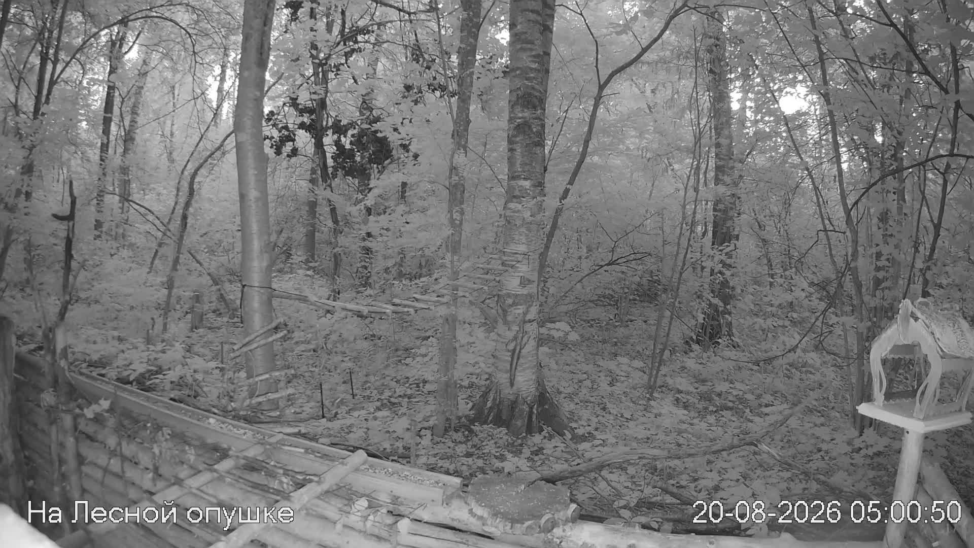 LIVE: На лесной опушке. Природа онлайн