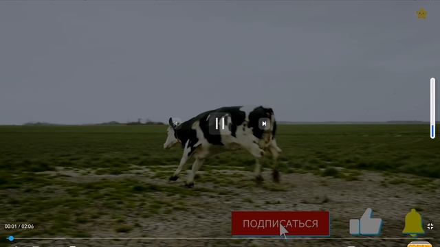 Мука ПШЕНИЧНАЯ от коровы 🐄