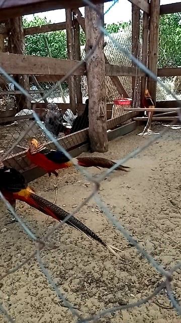 Фазаны на бахче Понамарево