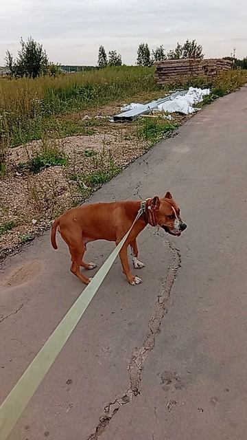 Яцик # Шереметьевский приют # собаки в дар